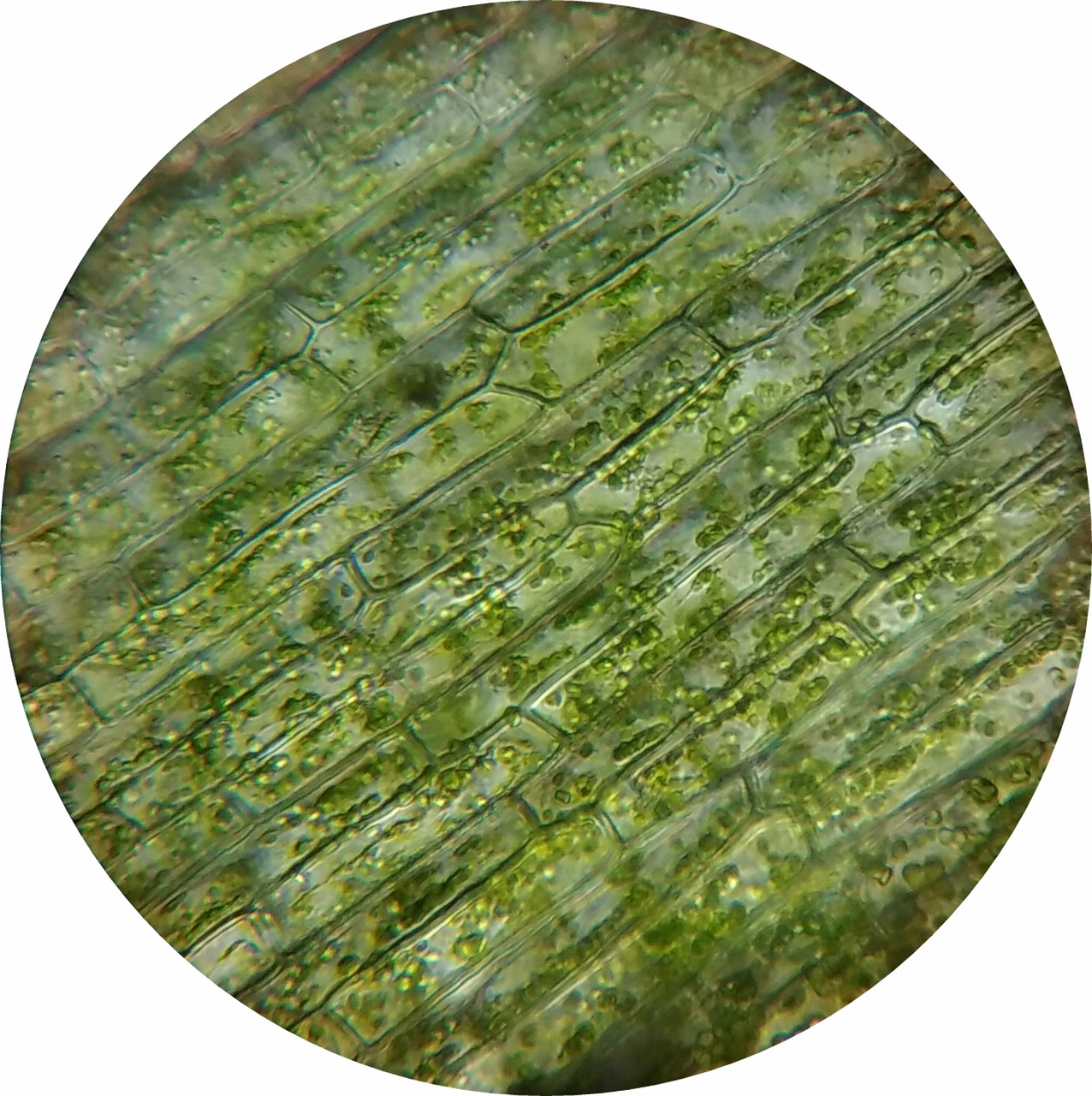 Vandens Veislės, Augalų Ląstelė, Mikroskopieren, Chloroplastai, Nemokamos Nuotraukos,  Nemokama Licenzija