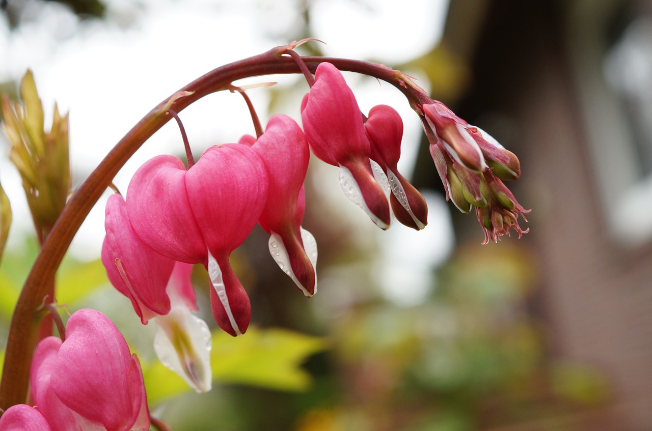 Vandeningas Širdis, Lamprocapnos Spectabilis, Du Tonas Širdies Žiedas, Herzerlstock, Liepsnojanti Širdis, Marie Širdis, Gėlė, Žiedas, Žydėti, Augalas