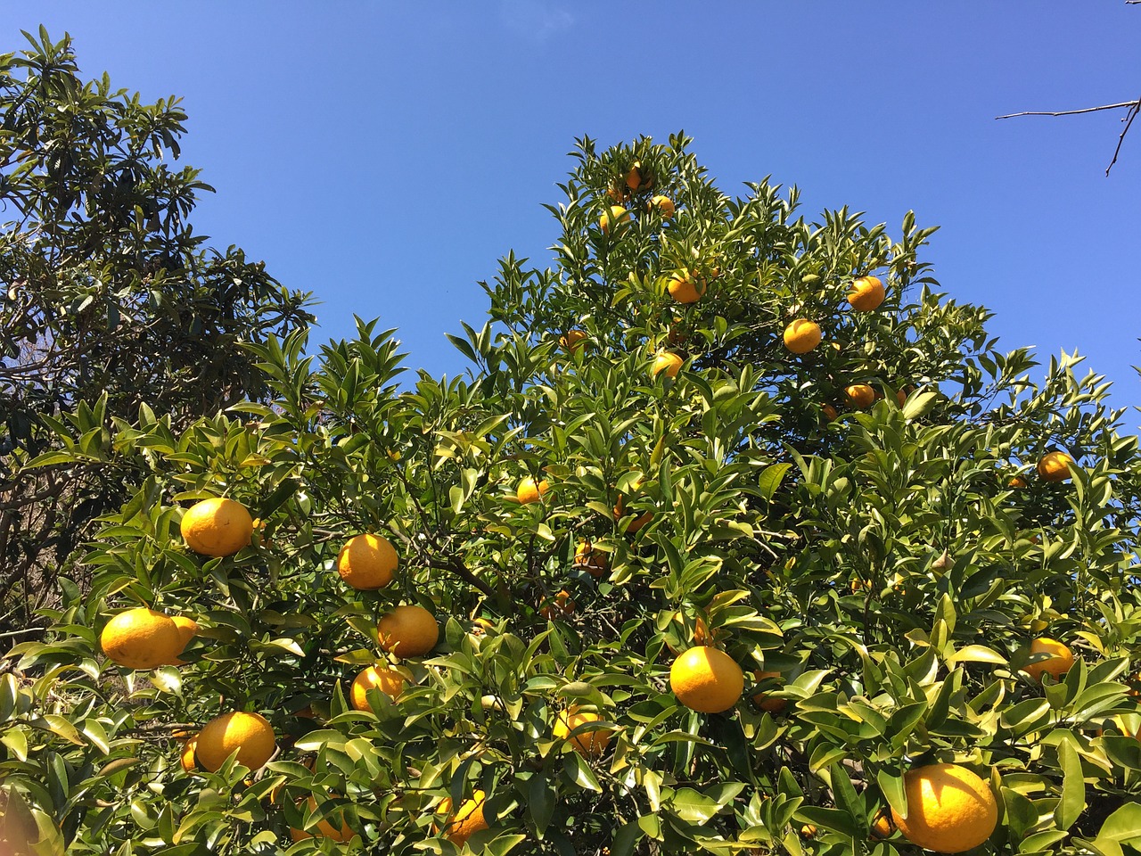 Watson Pomelo, Mandarinų Apelsinai, Apelsinų Medis, Vaisiai, Oranžinė, Nemokamos Nuotraukos,  Nemokama Licenzija