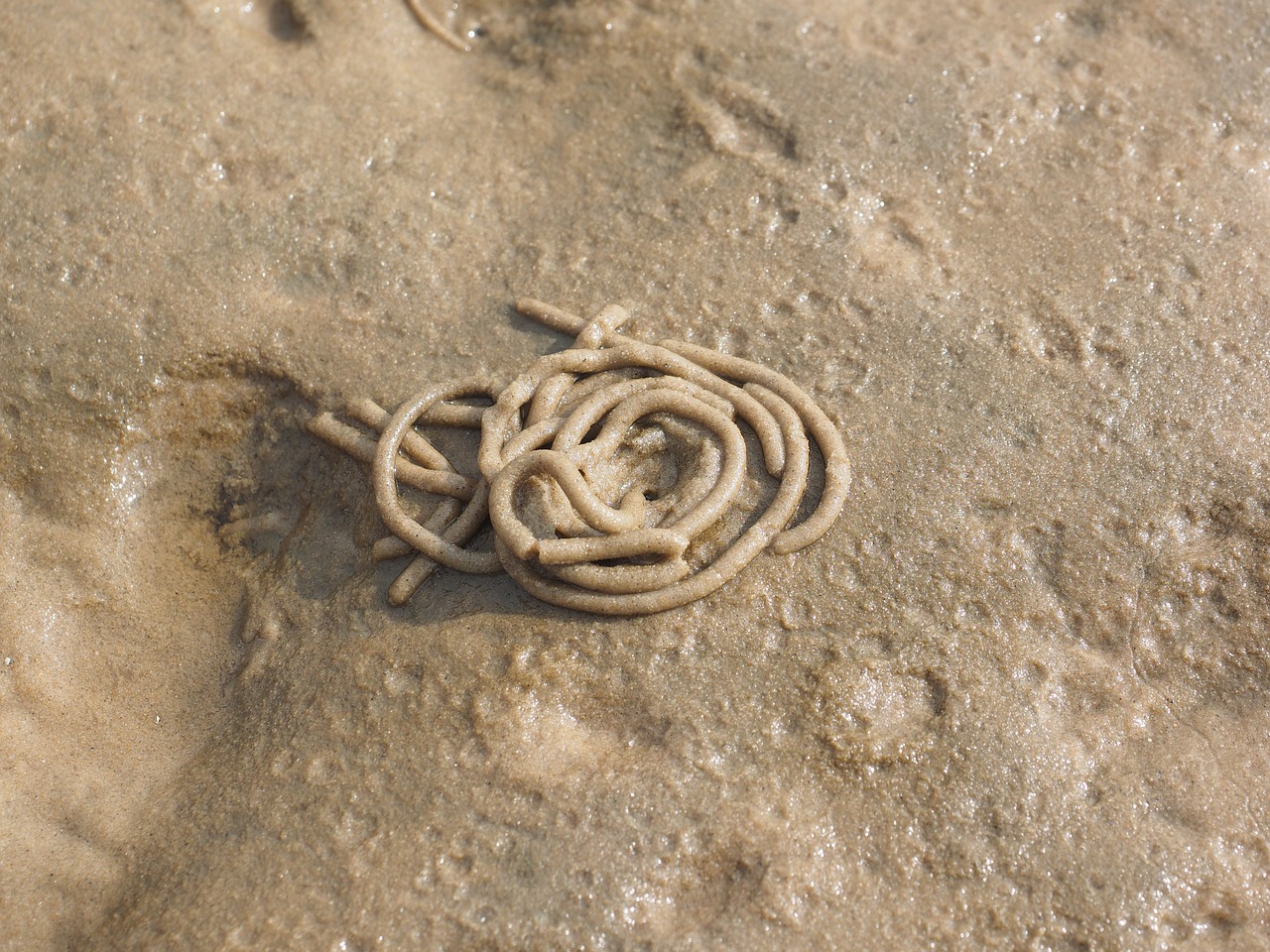 Vato Kirminas, Skaworm, Kirminas, Arenicola Marina, Smėlio Kirminas, Prieplaukos Kirminas, Polichaete, Wadden Jūra, Šiaurės Jūra, Išmatos