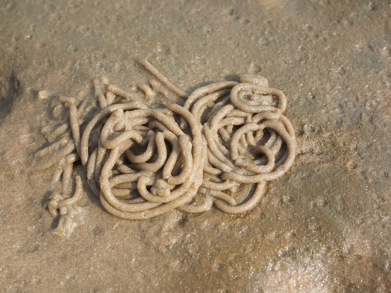 Vato Kirminas, Skaworm, Kirminas, Arenicola Marina, Smėlio Kirminas, Prieplaukos Kirminas, Polichaete, Wadden Jūra, Šiaurės Jūra, Išmatos