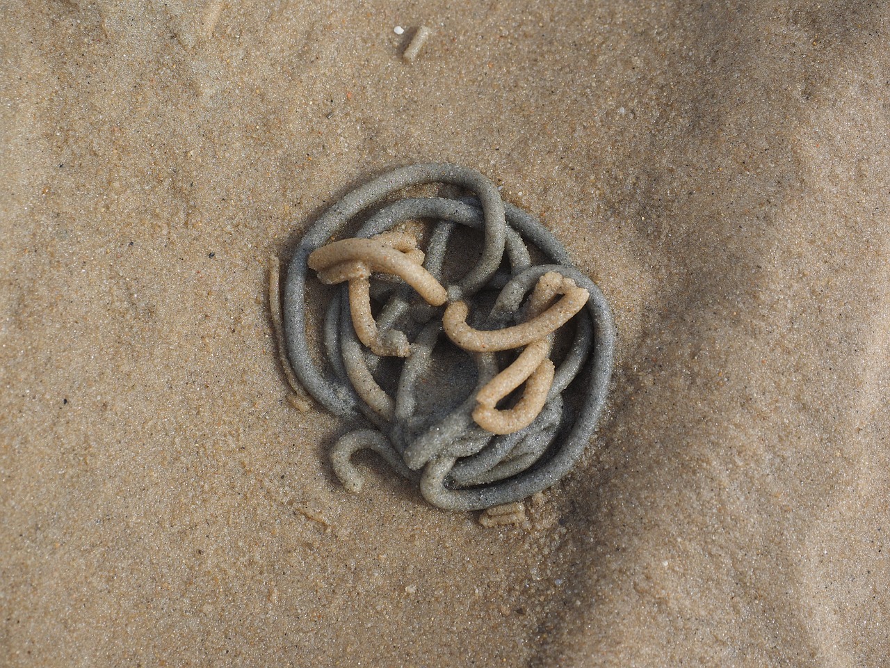 Vato Kirminas, Skaworm, Kirminas, Arenicola Marina, Smėlio Kirminas, Prieplaukos Kirminas, Polichaete, Wadden Jūra, Šiaurės Jūra, Išmatos