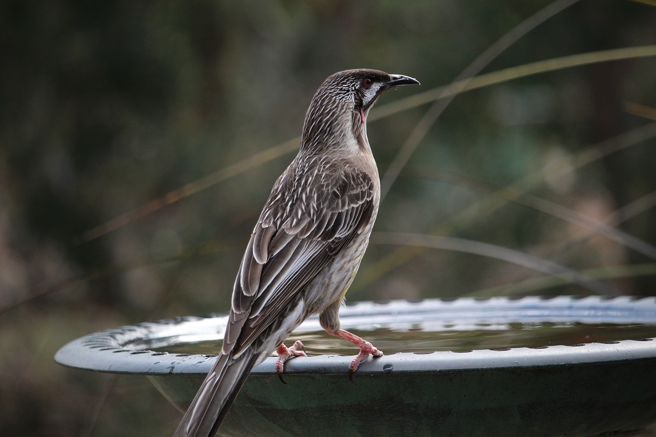 Wattlebird, Raudonas Lazdynas, Honeyeater, Australijos Paukščiai, Australų Medaus Žaislai, Anthochaera Carunculata, Paukščiukų Baseinas, Paukštis, Laukinė Gamta, Australia