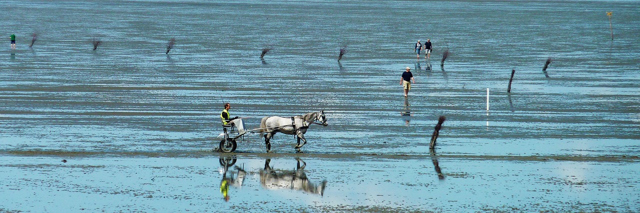 Vatai, Atsipalaiduoti, Potvynis, Šiaurės Jūra, Wadden Jūra, Vakarinis Dangus, Žemutinė Saksonija, Purvo Slidinėjimas, Nacionalinis Parkas, Atoslūgis