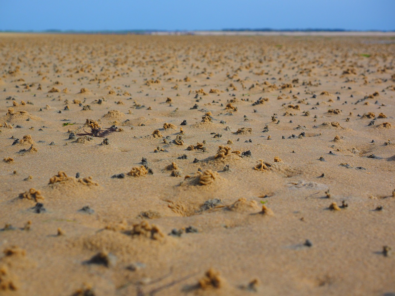 Vatai, Wadden Jūra, Smėlis, Vatų Žygis, Purvo Slidinėjimas, Pasivaikščiojimas Ežere, Salos, Vatų Takai, Pralaidos Zona, Kranto