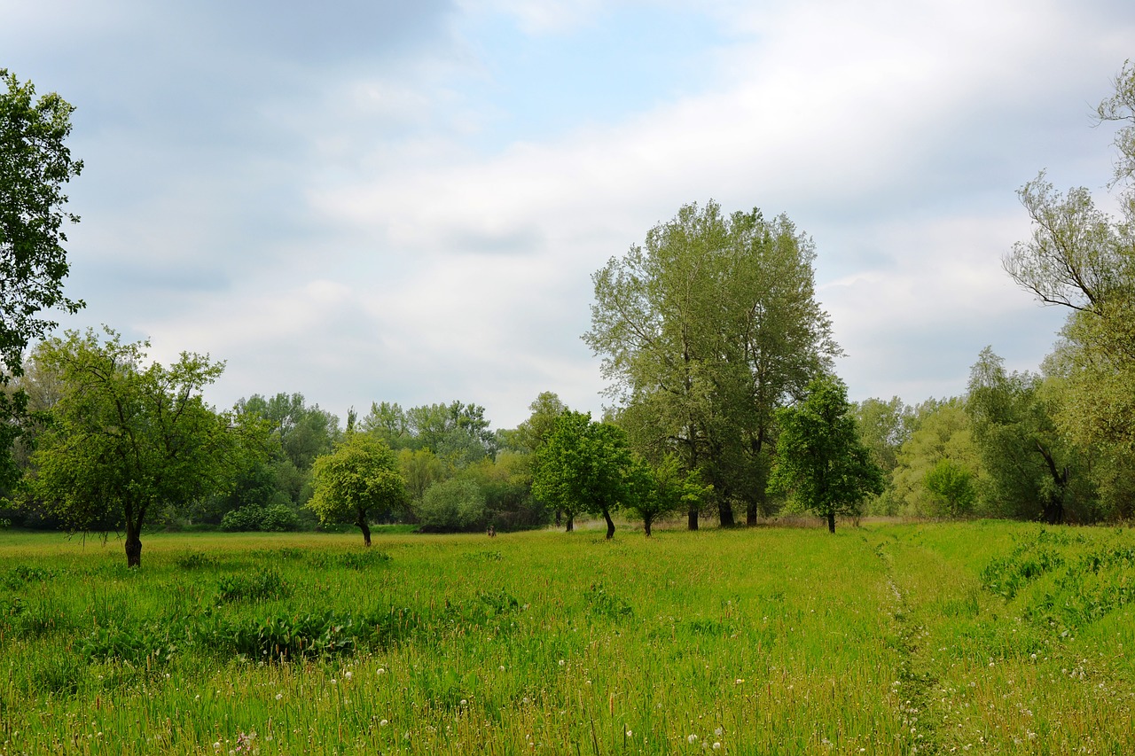 Kelias, Pieva, Kraštovaizdis, Žolė, Žalias, Medis, Kelias, Laukas, Lenkija, Pavasaris