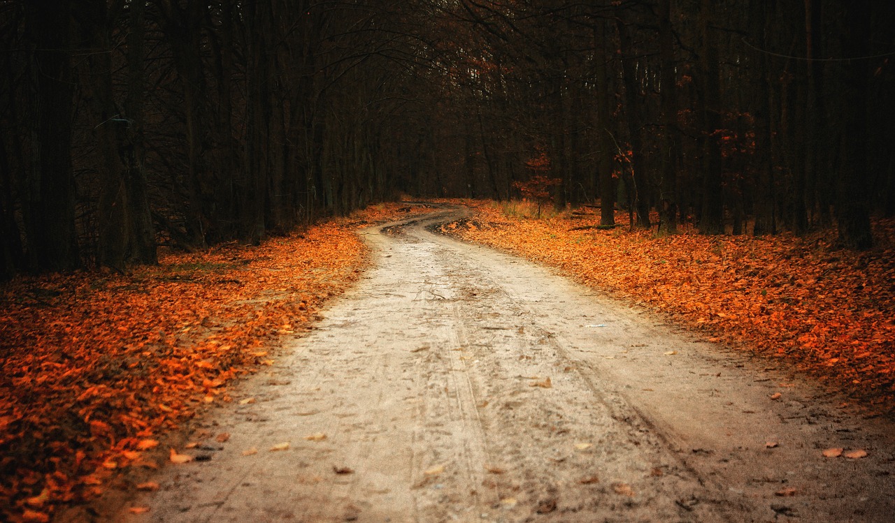 Kelias, Kelias, Kelias, Miškas, Kraštovaizdis, Takas, Spacer, Gamta, Lapija, Turizmas