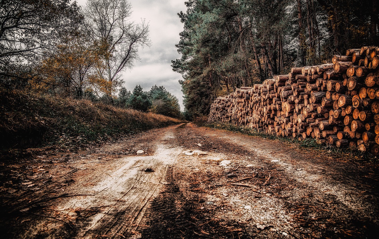 , Nemokamos Nuotraukos,  Nemokama Licenzija