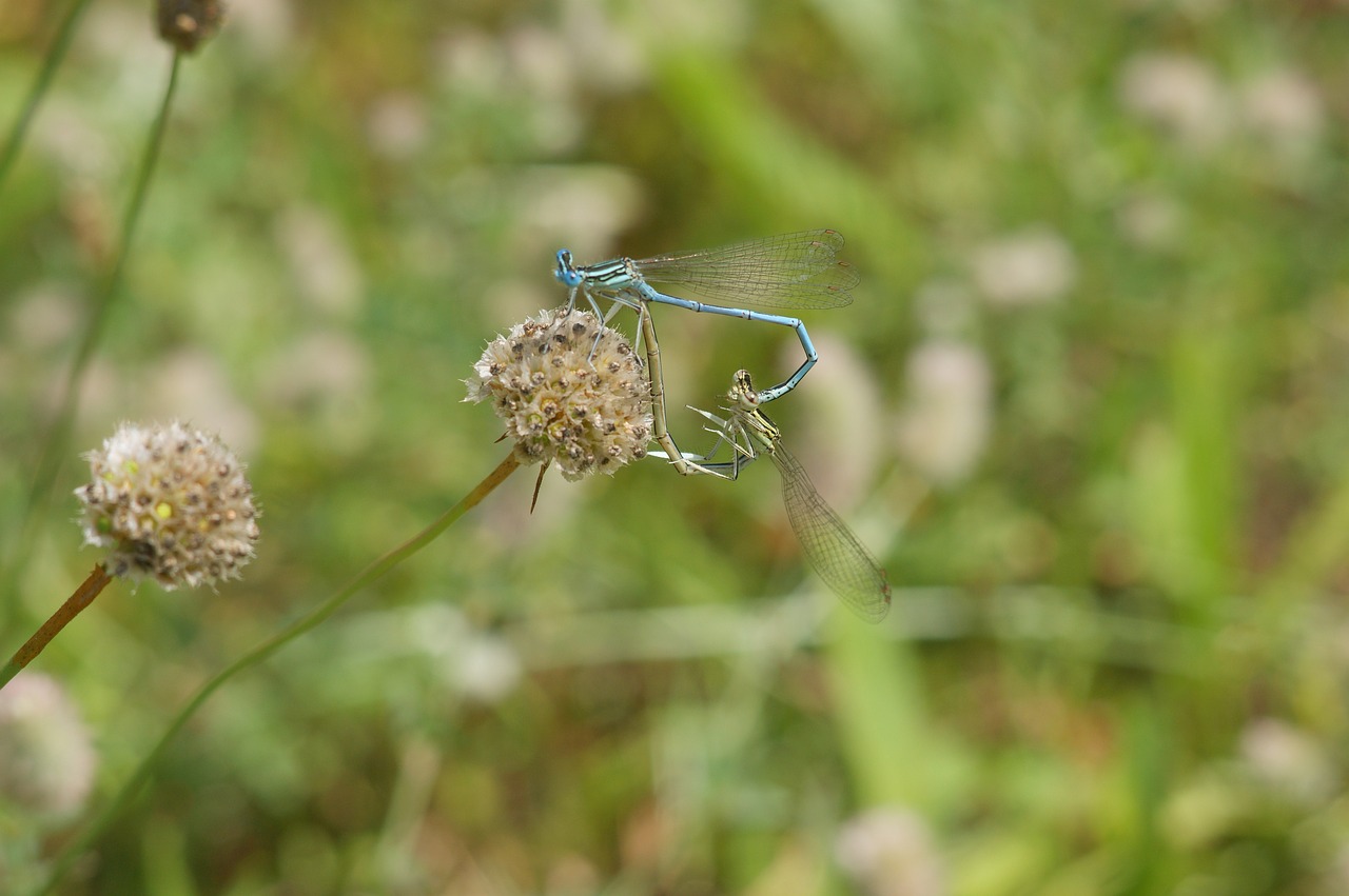 Ważka,  Laumžirgis,  Širdies,  Meilė,  Kopuliacija,  Meadow,  Vabzdys,  Pobūdį,  Pióronóg,  Vabzdžiai