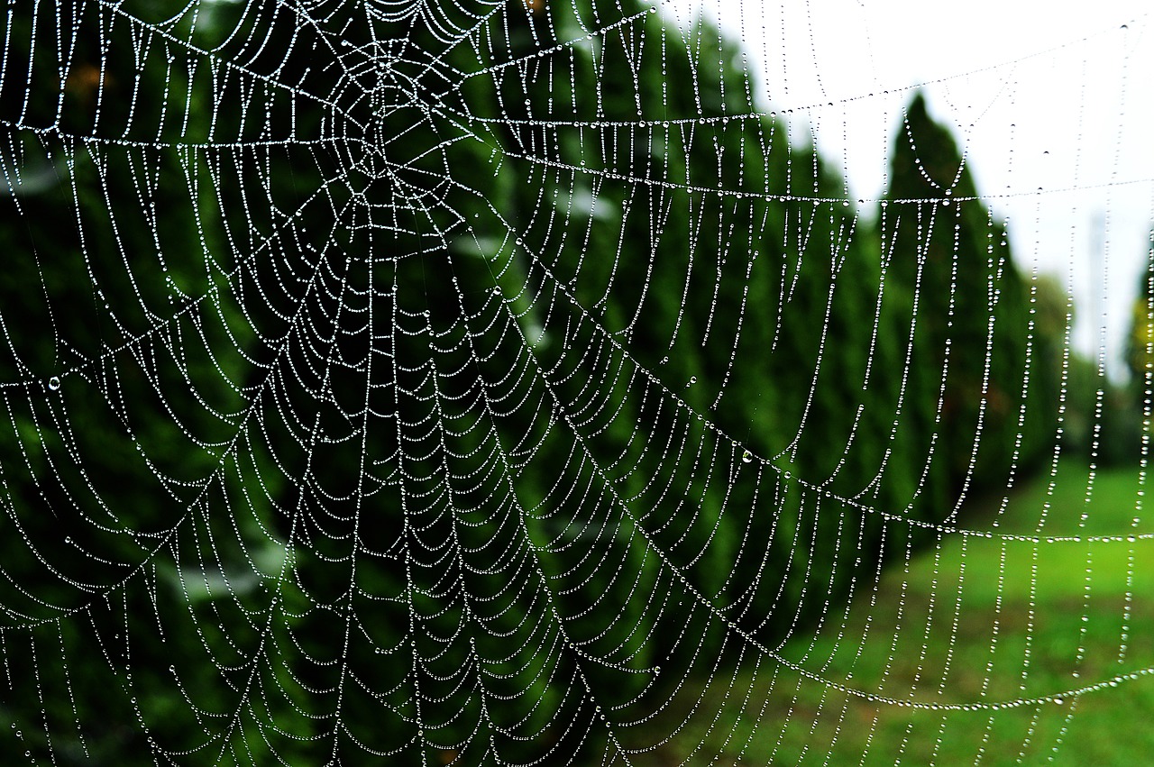 Internetas, Rasos Lašai, Aušra, Rasa, Lašai, Lašas, Gamta, Lašelinė, Tiesiog Pridėti Vandens, Nemokamos Nuotraukos