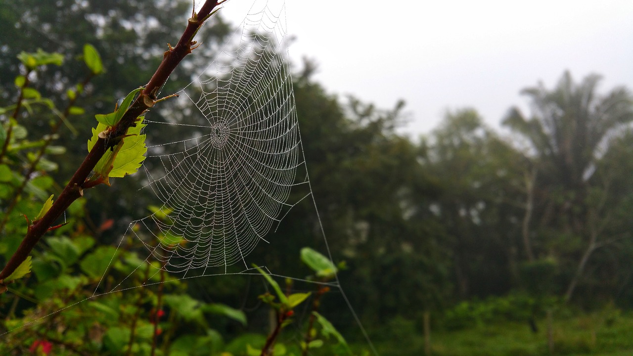 Internetas, Voratinklis, Dizainas, Gamta, Lauke, Flora, Lapai, Medis, Spąstus, Voratinklis