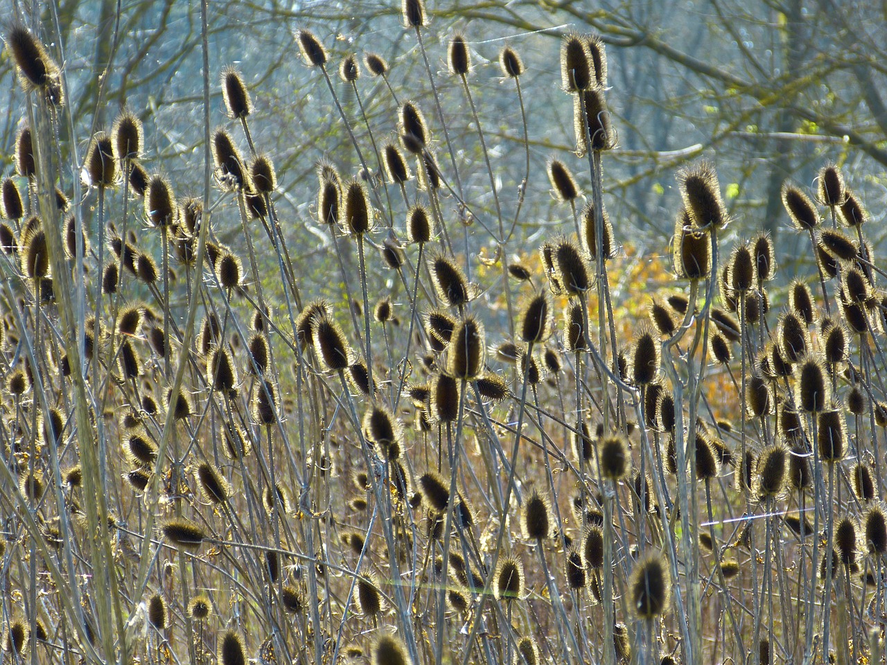 Weber Kortelė, Drebulės, Dipsacus Sativus, Dipsacus Fullonum, Neapdorotas Darinys, Vilnos Drakonai, Audimo Kortelė, Millefiori, Kabra, Dipsacaceae