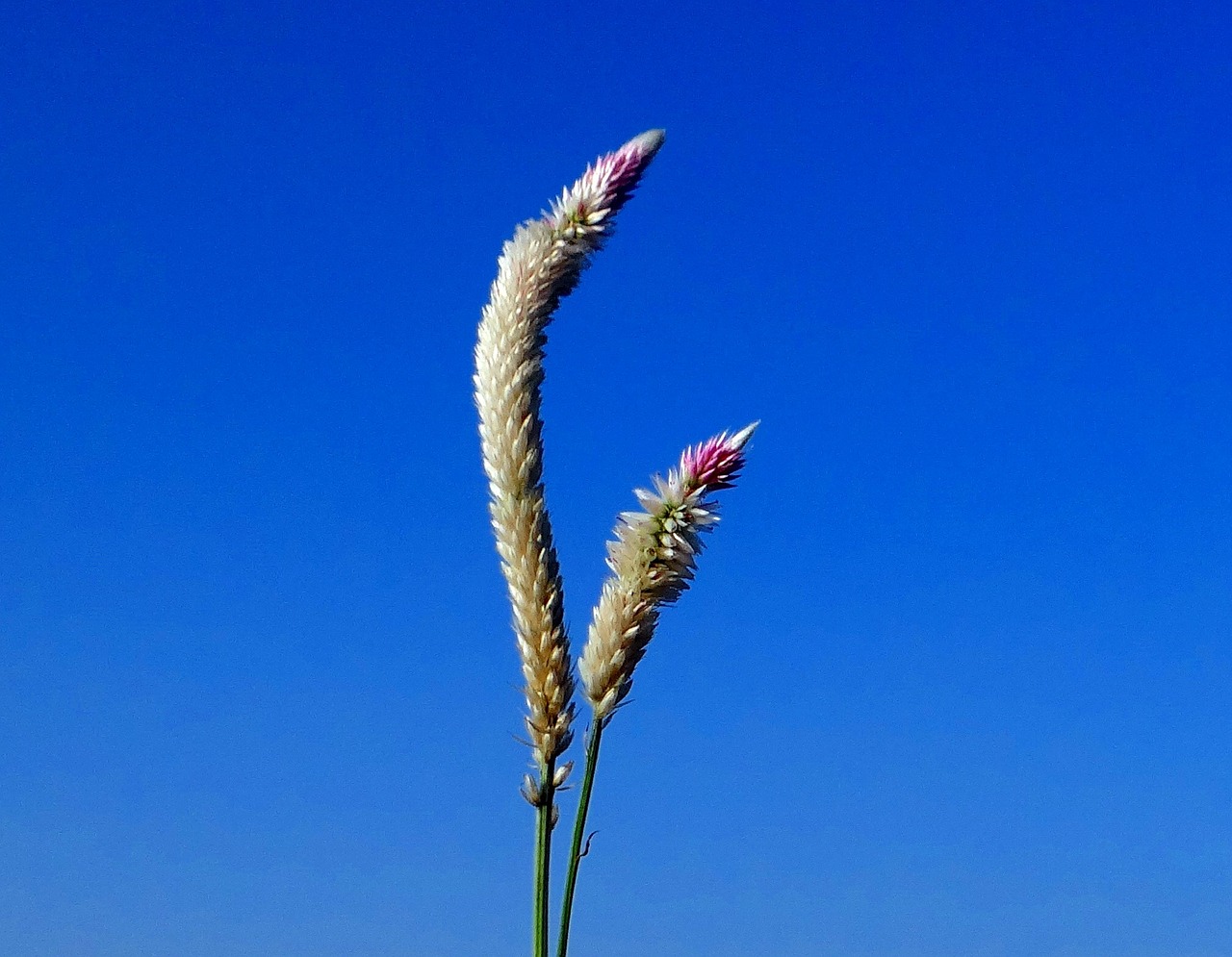 Piktžolių, Žolė, Laukiniai, Gėlė, Flora, Gražus, Mėlynas Dangus, Karnataka, Indija, Nemokamos Nuotraukos