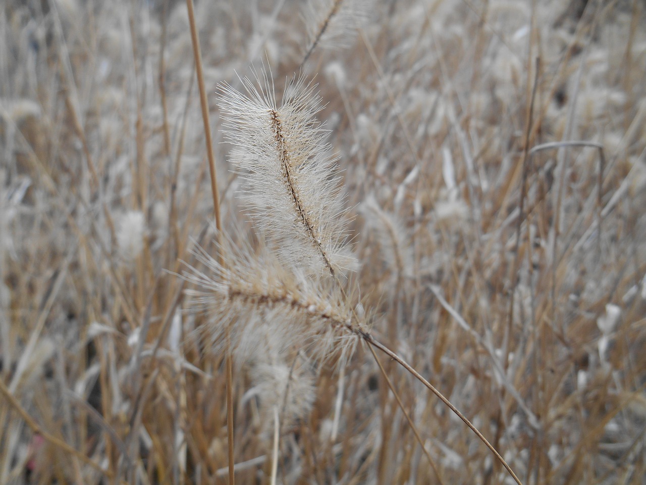 Piktžolių, Setaria Viridis, Aš, Poaceae, Nemokamos Nuotraukos,  Nemokama Licenzija