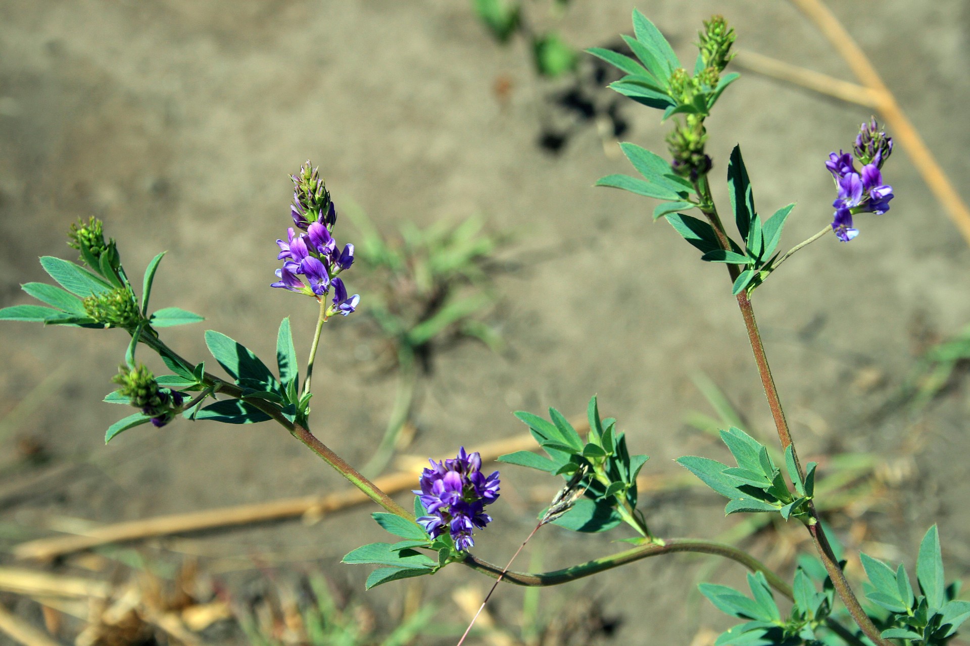 Veld,  Gėlė,  Violetinė,  Piktžolių Purpurinė Gėlė, Nemokamos Nuotraukos,  Nemokama Licenzija