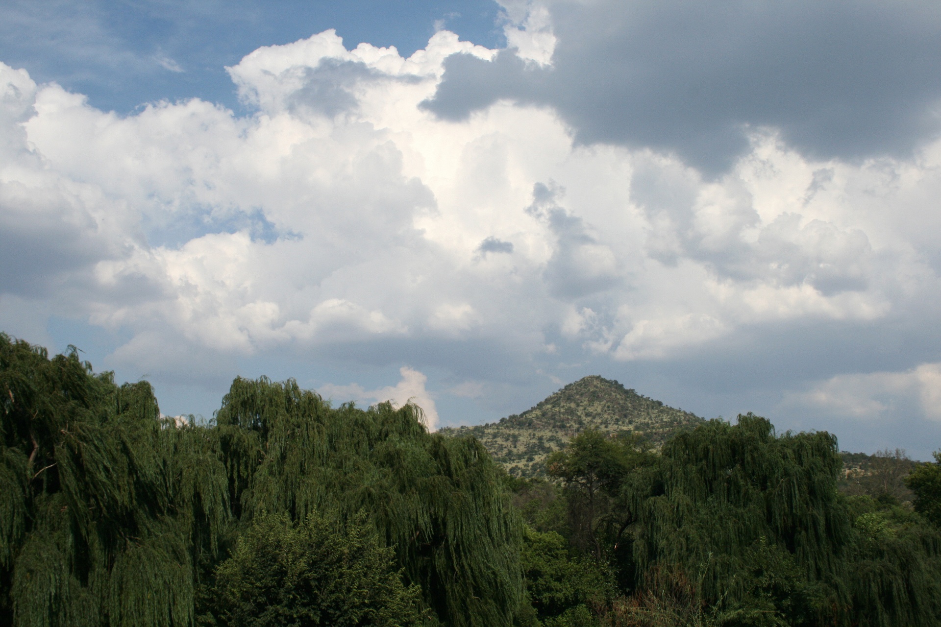 Medžiai,  Gluosniai,  Žalias,  Riverside,  Dangus,  Debesys,  Verkiančios Gluosniai Su Debesimis, Nemokamos Nuotraukos,  Nemokama Licenzija