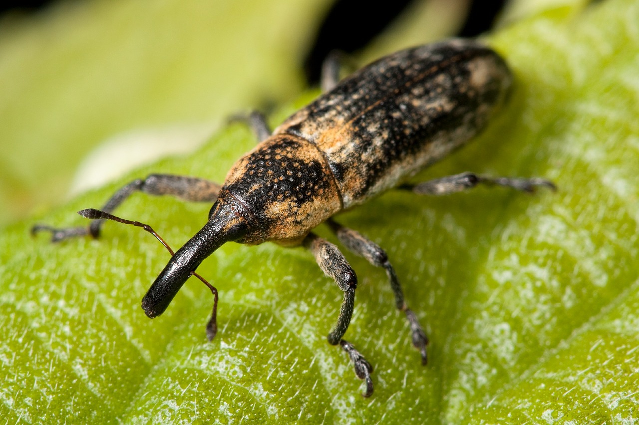 Veltinys, Klaida, Vabzdys, Lixus Scrobicollis, Vabalas, Kenkėjas, Lapai, Makro, Nemokamos Nuotraukos,  Nemokama Licenzija