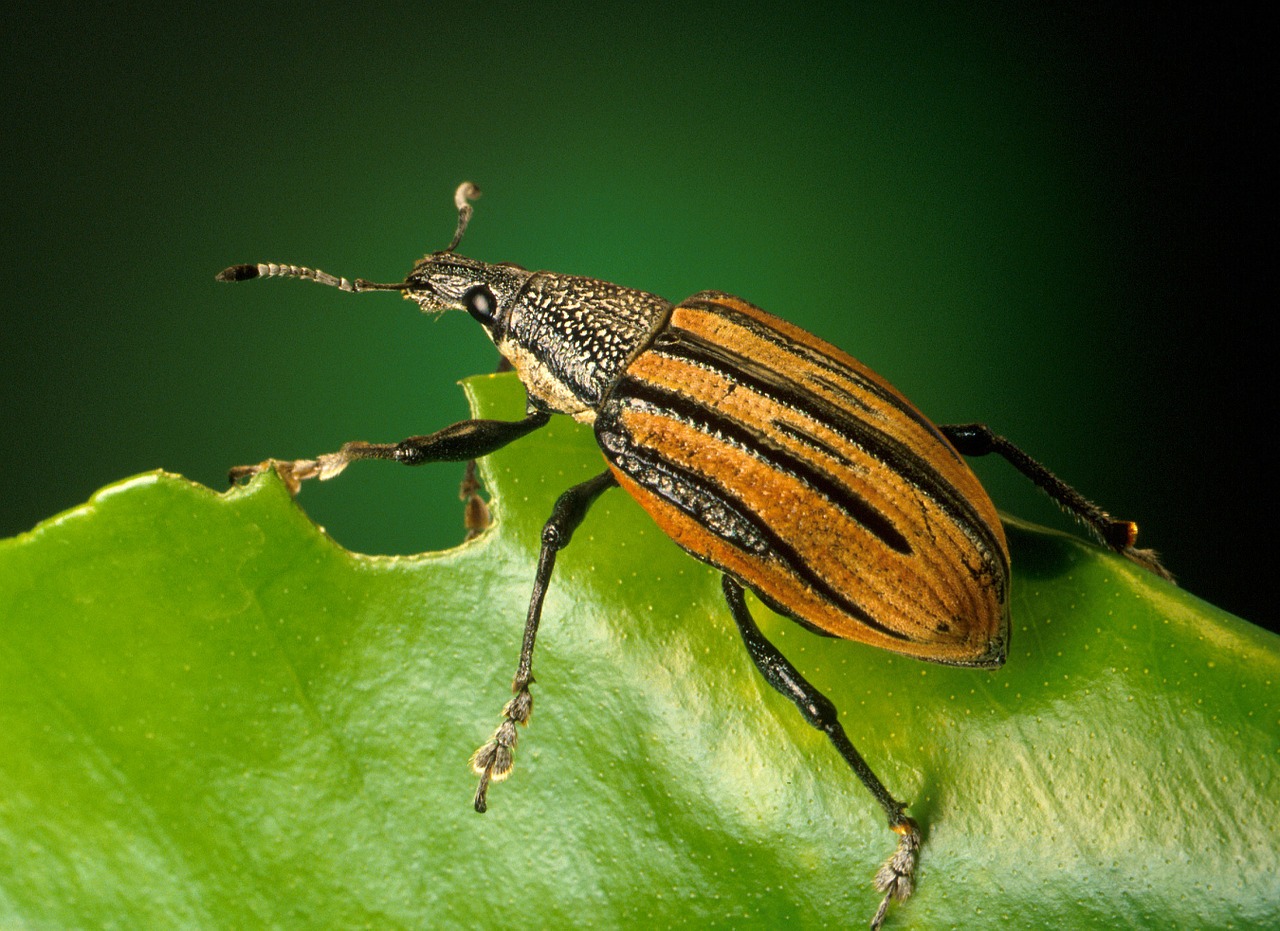 Seneliams, Vabalas, Diaprepes Abbreviatus, Karibai, Vabzdys, Polyphaga, Curculionidae, Dryžuotas, Zondas, Nuskaityti