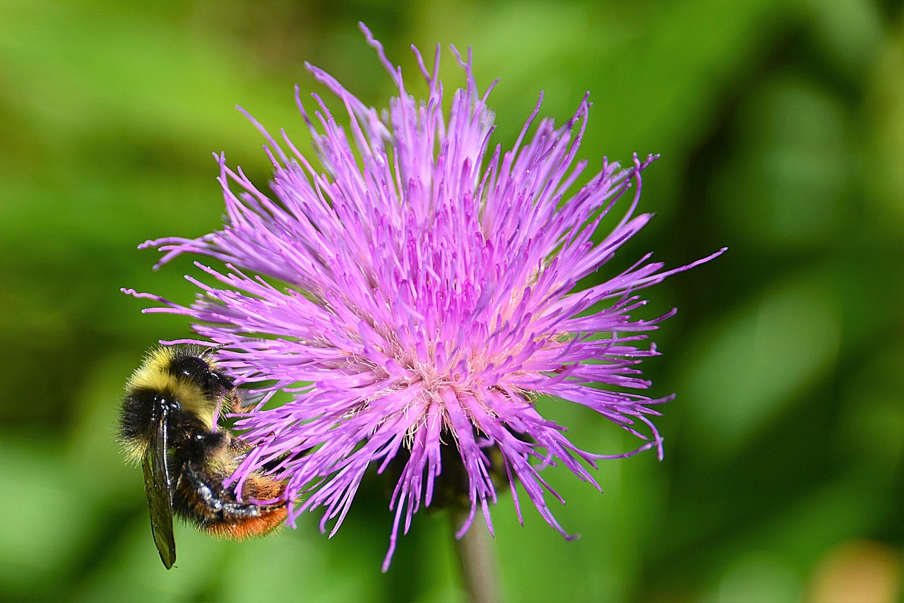 Wegdistel, Hummel, Kalnų Kamanys, Žiedas, Žydėti, Uždaryti, Nemokamos Nuotraukos,  Nemokama Licenzija