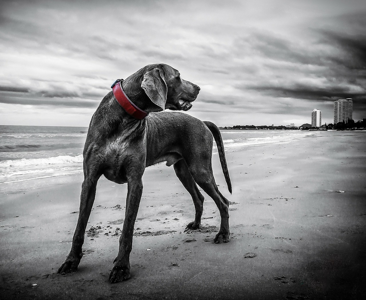 Weimaraner, Papludimys, Tailandas, Šuo, Nemokamos Nuotraukos,  Nemokama Licenzija