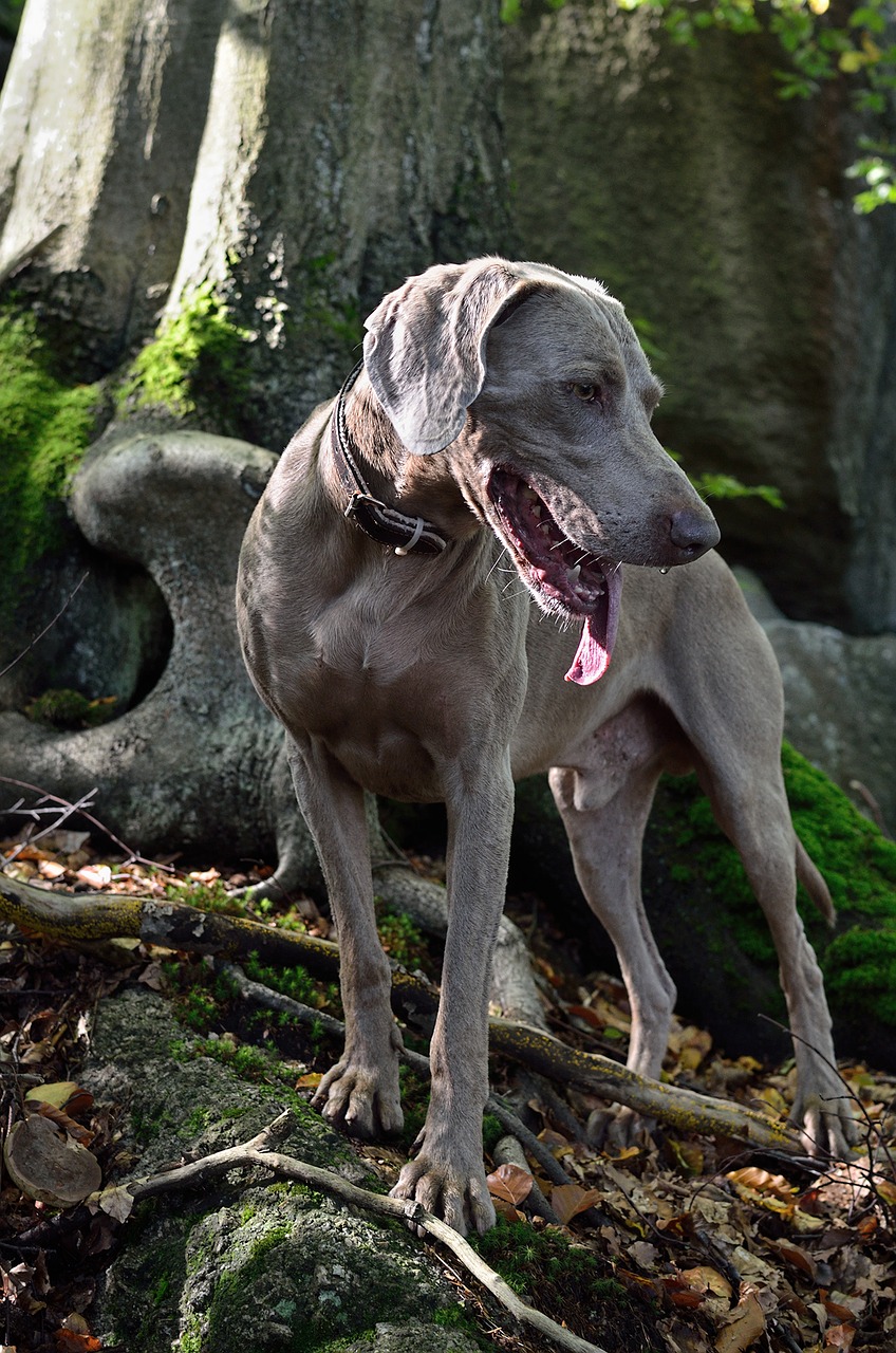 Weimaraner, Portretas, Šuo, Nemokamos Nuotraukos,  Nemokama Licenzija