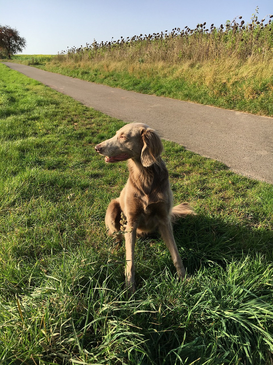 Weimaraner, Šuo, Gamta, Naminis Gyvūnėlis, Medžioklės Šuo, Gyvūnų Portretas, Medžioklė, Gyvenimo Džiaugsmas, Snukis, Nemokamos Nuotraukos