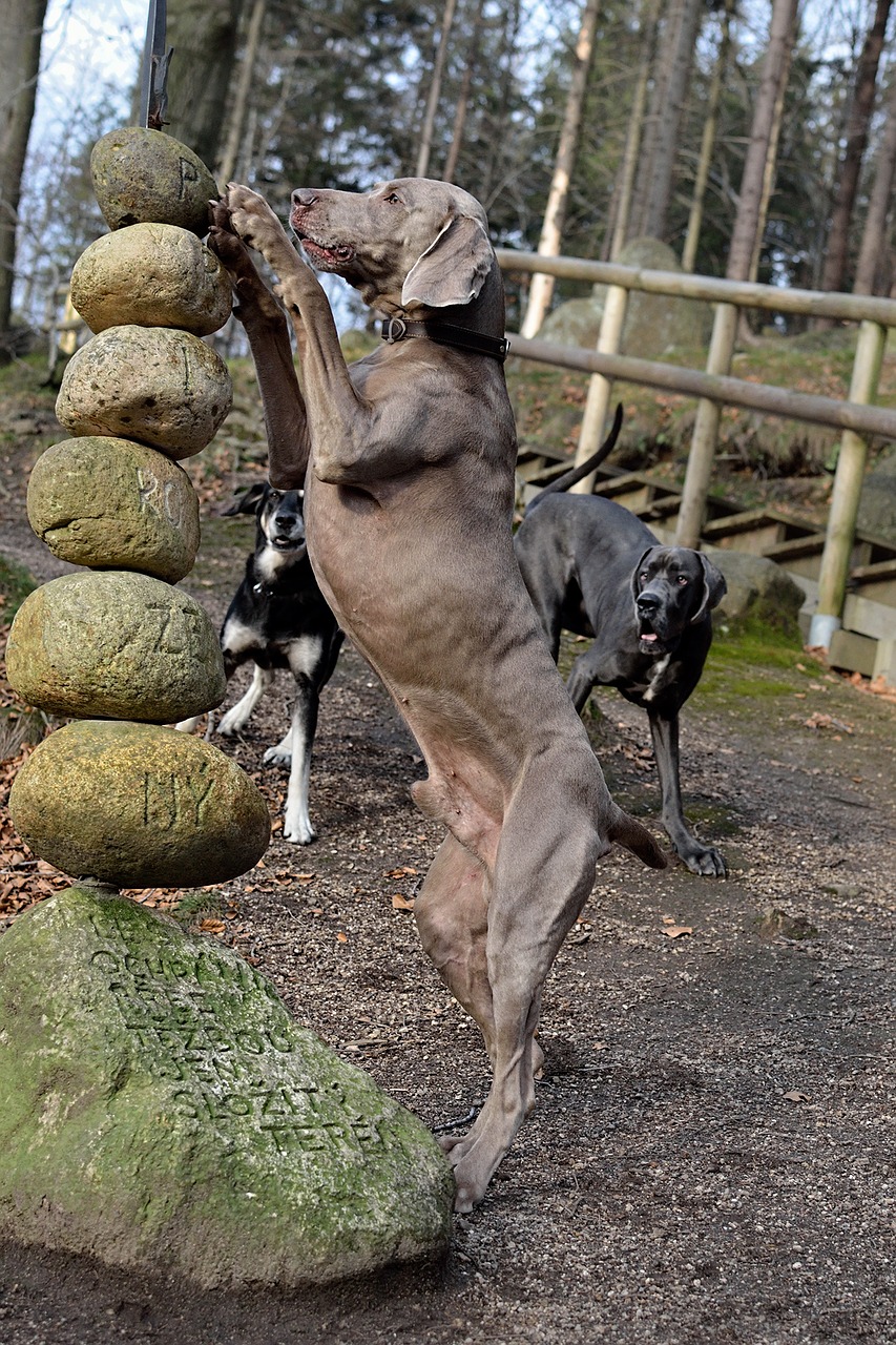 Weimaraner, Nuolatinis Šuo, Akmenys, Nemokamos Nuotraukos,  Nemokama Licenzija