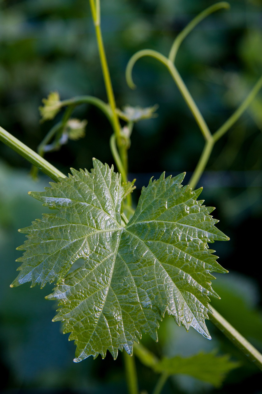 Weinbatt, Vynuogių Auginimas, Įsikabinti, Žalias, Nemokamos Nuotraukos,  Nemokama Licenzija