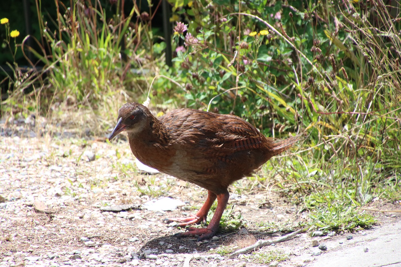 Weka, Paukštis, Naujoji Zelandija, Gamta, Laukinė Gamta, Natūralus, Lauke, Gimtoji, Nemokamos Nuotraukos,  Nemokama Licenzija