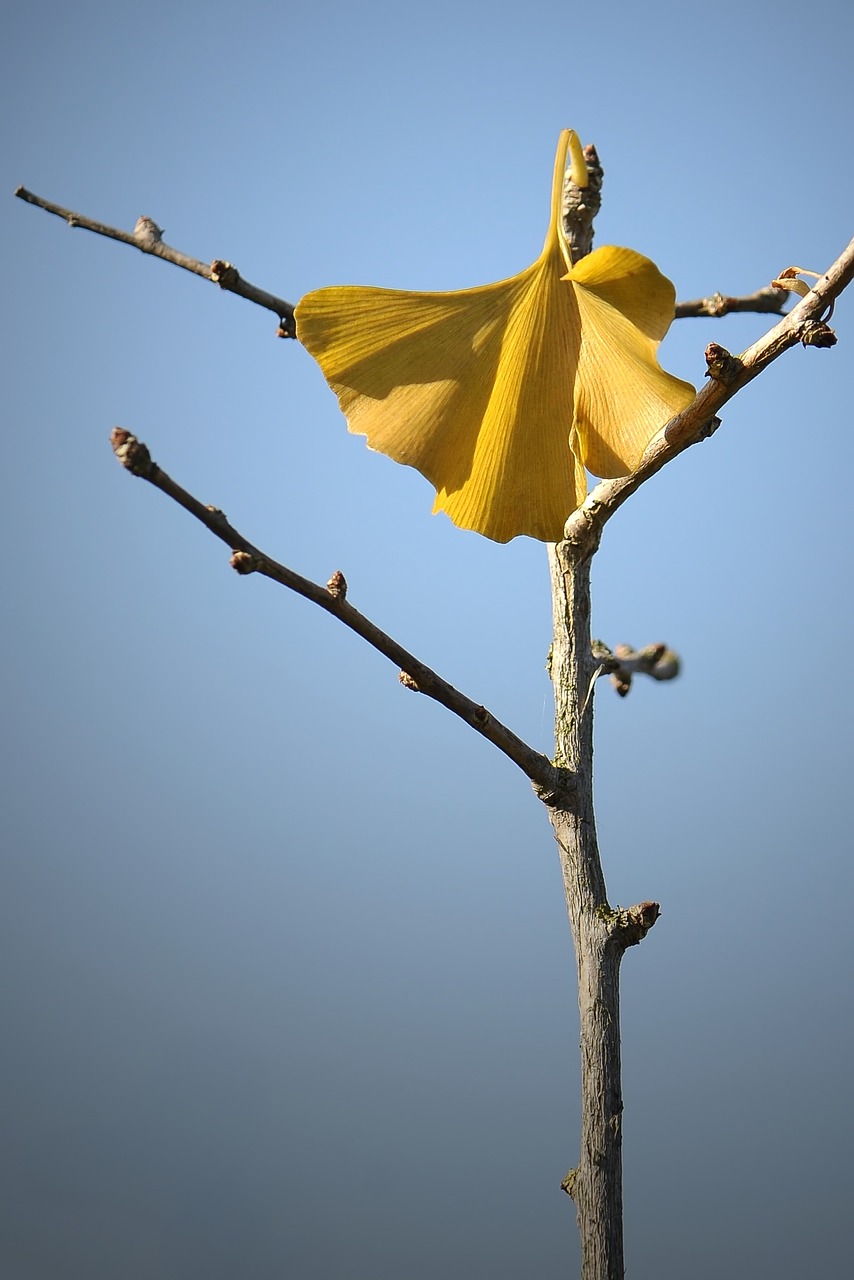 Welkes Lakštas, Ruduo, Geltonas Lapas, Nudrus, Džiovinti Lapai, Ginkmedžio Lapelis, Ginkmedis, Ginko, Nemokamos Nuotraukos,  Nemokama Licenzija