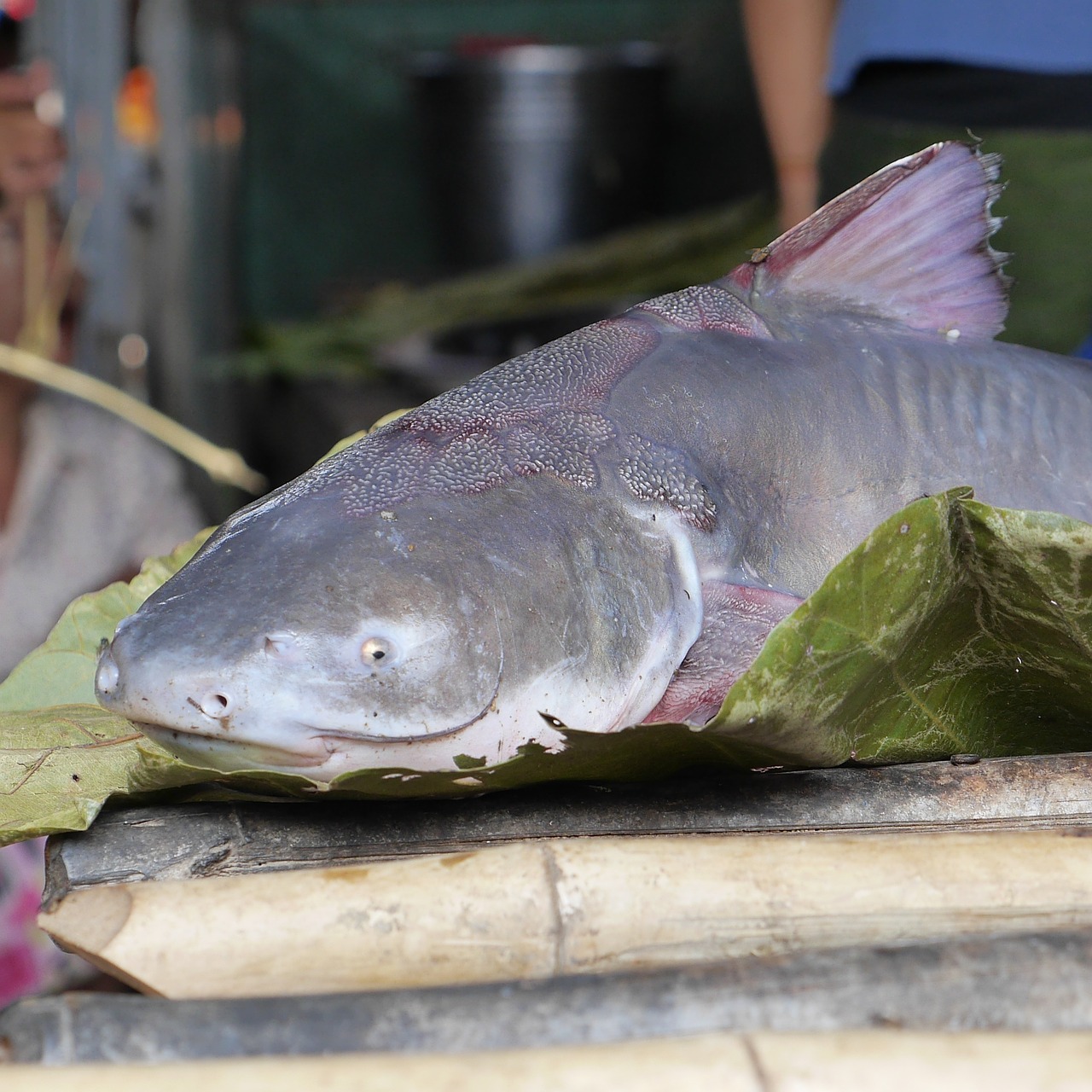 Wels, Žuvis, Žuvų Parduotuvė, Mėlynas, Burma, Mianmaras, Nemokamos Nuotraukos,  Nemokama Licenzija