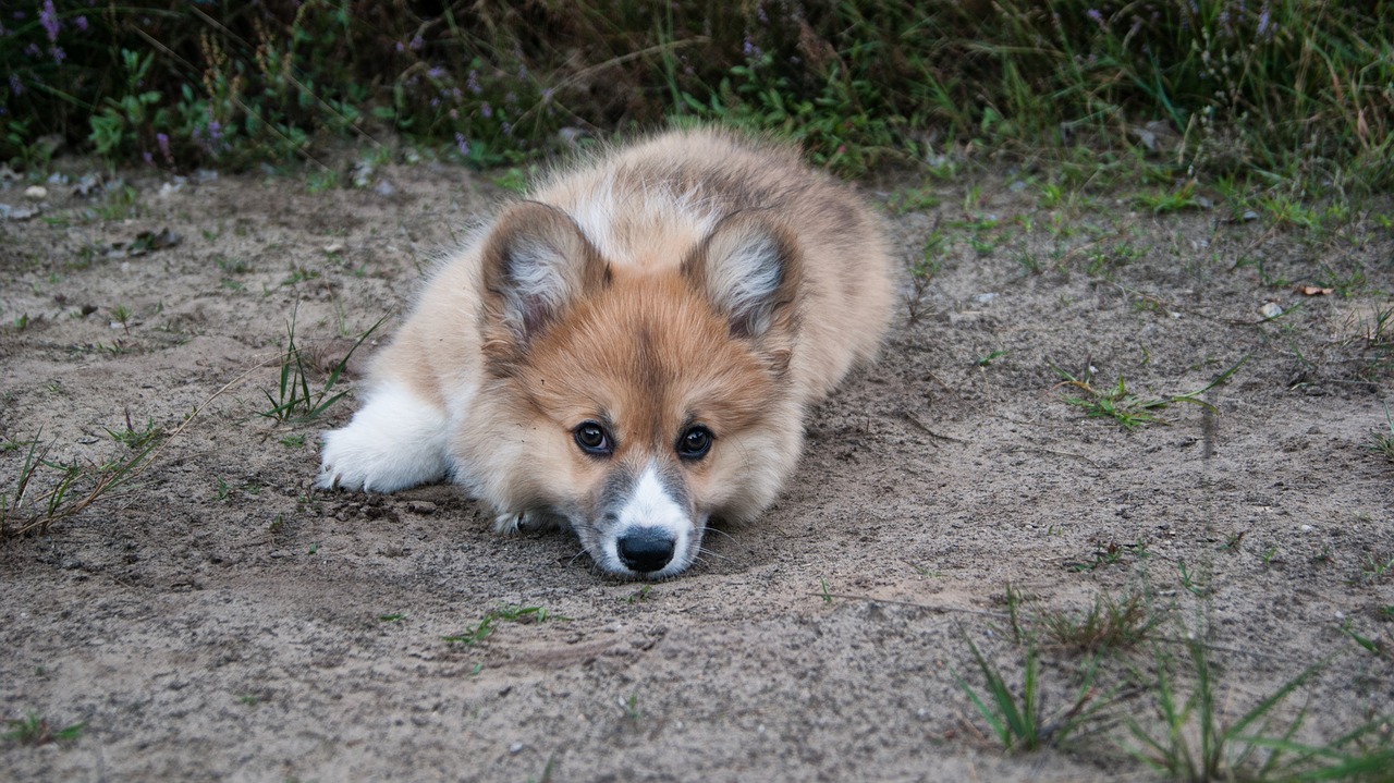 Velso Korgis, Šuo, Naminis Gyvūnėlis, Atsipalaiduoti, Šeima, Žygiai, Šunys, Gyvūnai, Corgi, Šuniukas