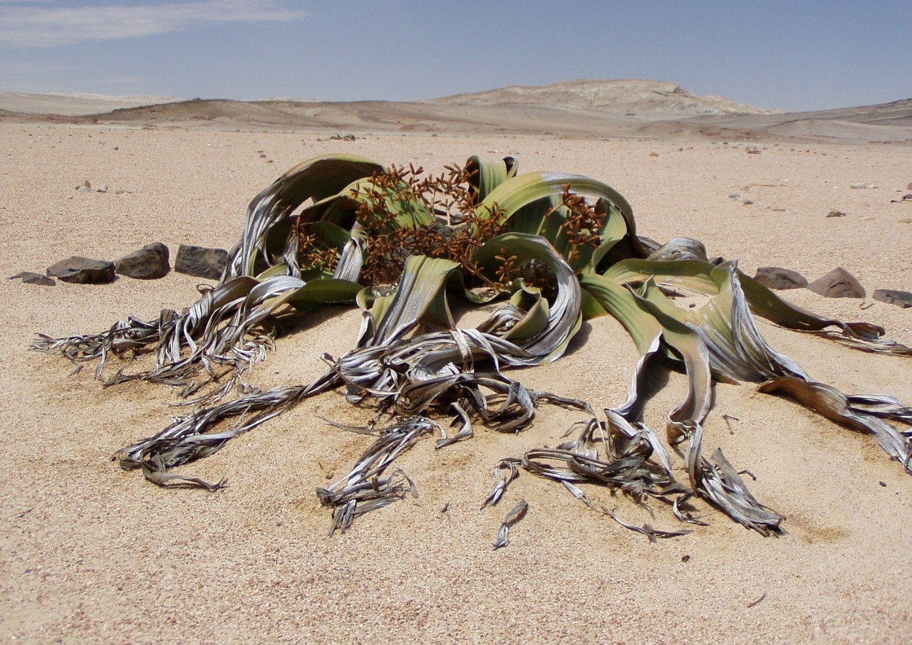 Welwitschia Mirabillis, Namibija, Iškastinis, Dykumos Augalas, Sausra, Dykuma, Augalas, Nemokamos Nuotraukos,  Nemokama Licenzija