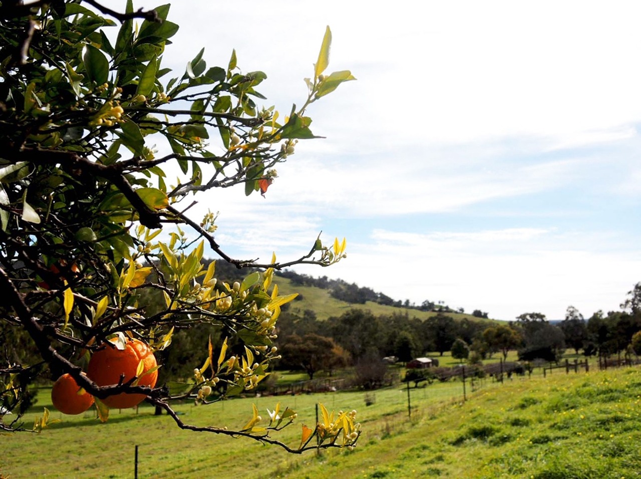 Vakarų Australija, Chittering Slėnis, Gumtrees, Kraštovaizdis, Pavasaris, Ūkis, Vaismedis, Nemokamos Nuotraukos,  Nemokama Licenzija