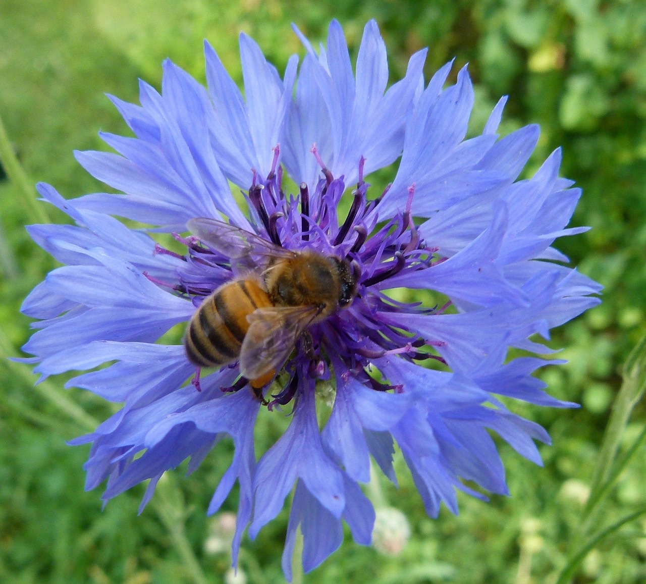 Vakarų Medaus Bites, Gėlė, Rugiagėlė, Bakalauro Mygtukas, Bluebottle, Vabzdys, Kamanė, Bičių, Europietis, Žiedadulkės