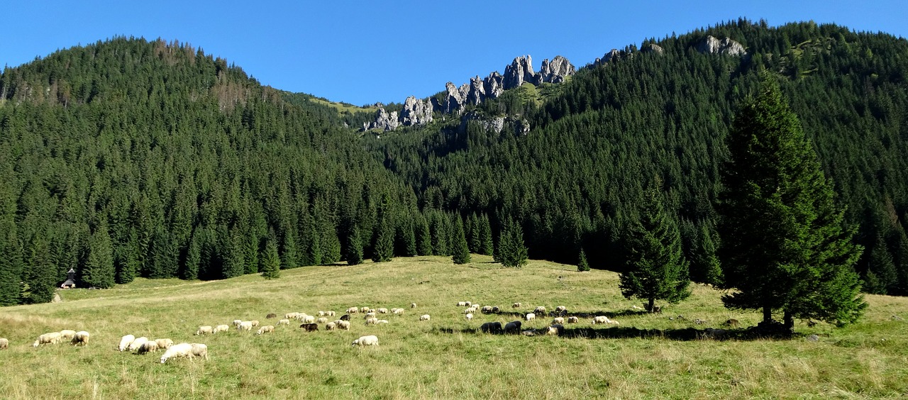 Vakarų Tatras, Kalnai, Chochołowska Slėnis, Turizmas, Gamta, Nacionalinis Parkas, Kraštovaizdis, Lenkija, Ganyklos, Nemokamos Nuotraukos