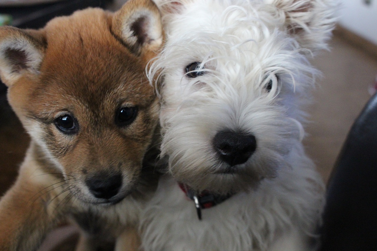 Westie,  Šunys,  Šuniukas,  Mielas,  Kilmės,  Shiba-Inu,  Mažas,  Žavinga,  Šuniškas,  Susitikimas