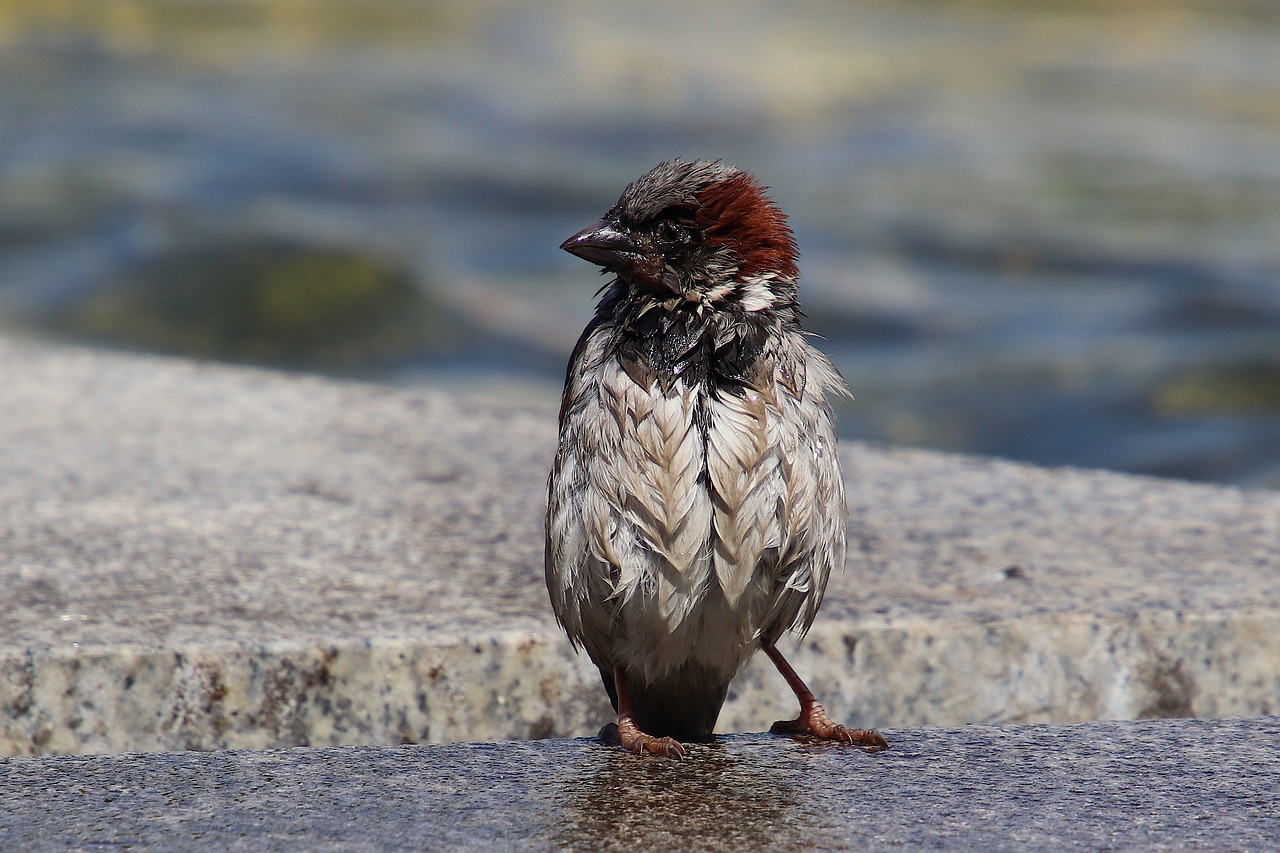 Šlapias,  Žvirblis,  Plaukti,  Žvirbliniai,  Sperling,  Paukštis,  Gyvūnas,  Vandens,  Pobūdį,  Songbird