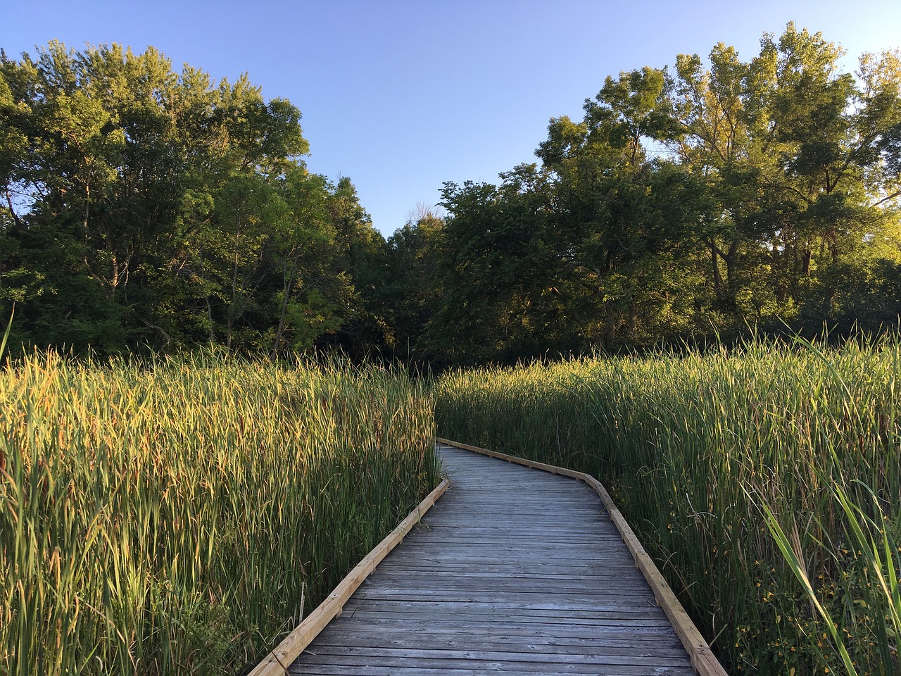 Pelkė, Lentynas, Westwood Kalvų Gamtos Centras, St Louis Parkas, Minnesota, Nemokamos Nuotraukos,  Nemokama Licenzija