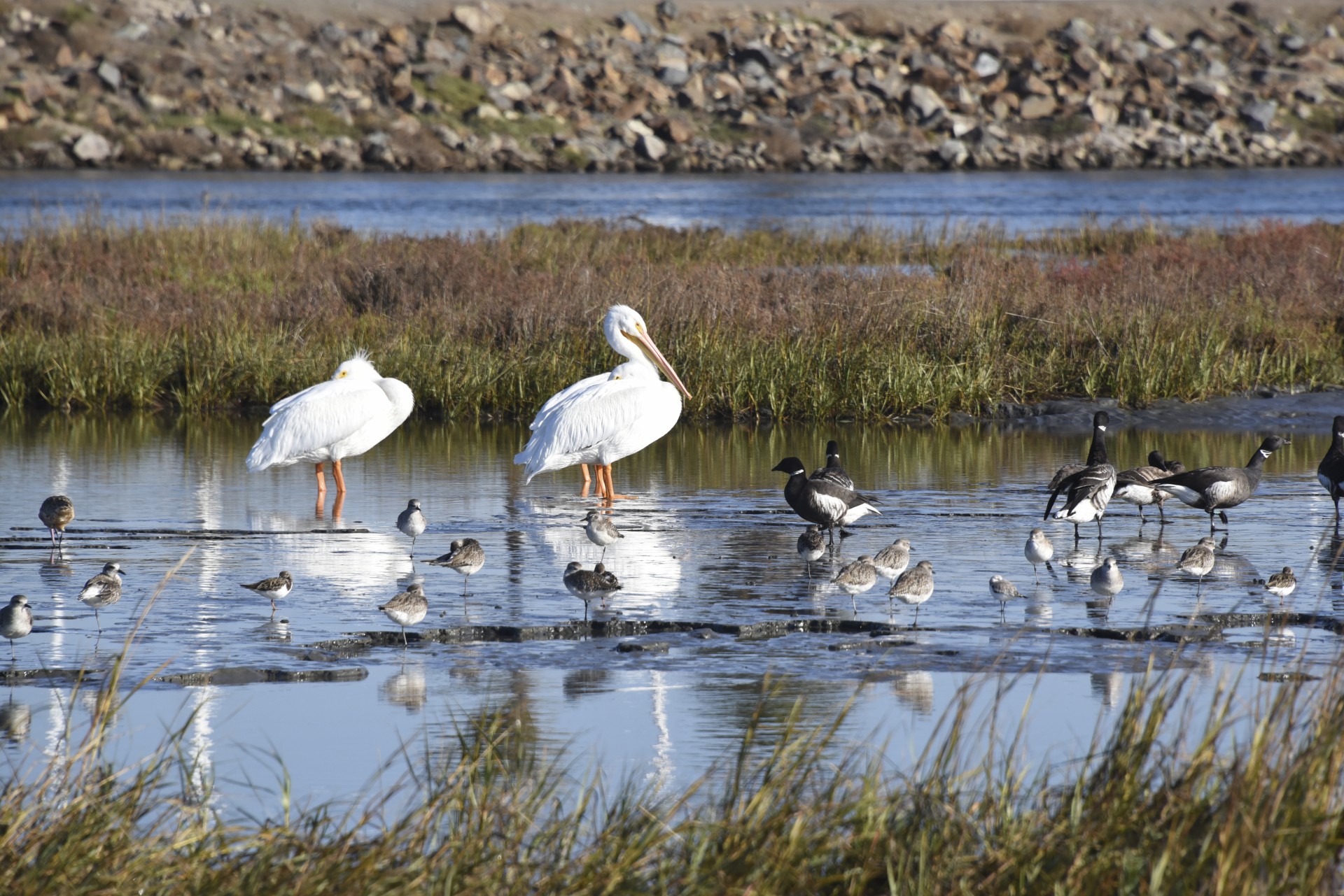 Pelican,  Balta,  Kepuraitė,  Sanderling,  Godwit,  Žąsys,  Kaukolės,  Pelkė,  San & Nbsp,  Diego