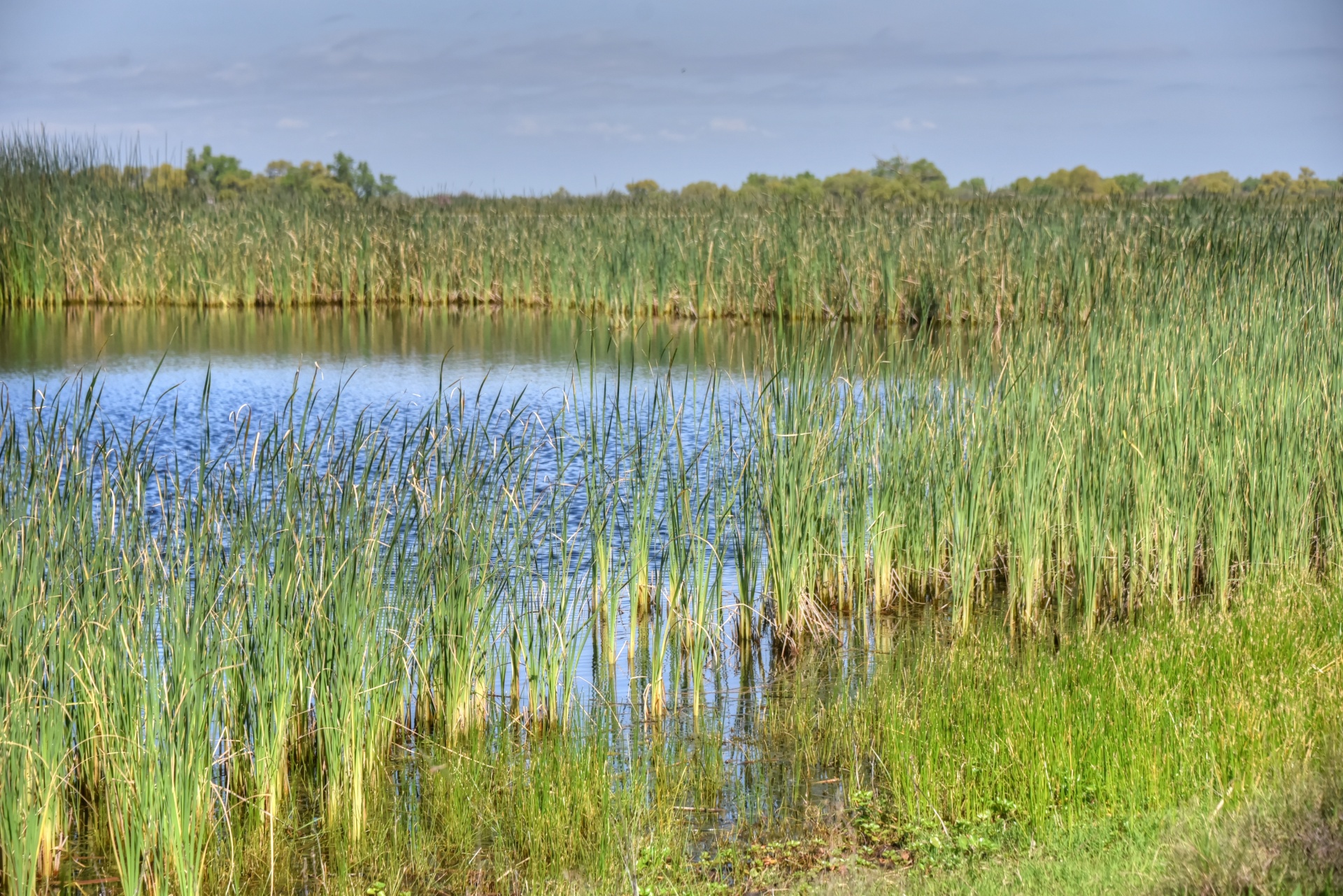 Wetlands. Водно Болотное угодье. Водно-болотные угодья Ибера Аргентина. Травяное болото. Заболоченные угодья.