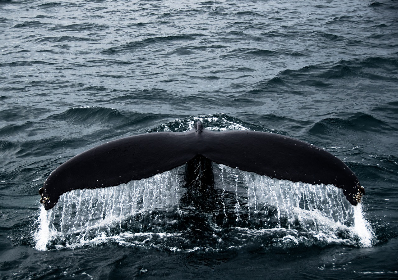 Banginis,  Uodega,  Vandenynas,  Žinduoliai,  Jūra,  Islandija, Nemokamos Nuotraukos,  Nemokama Licenzija