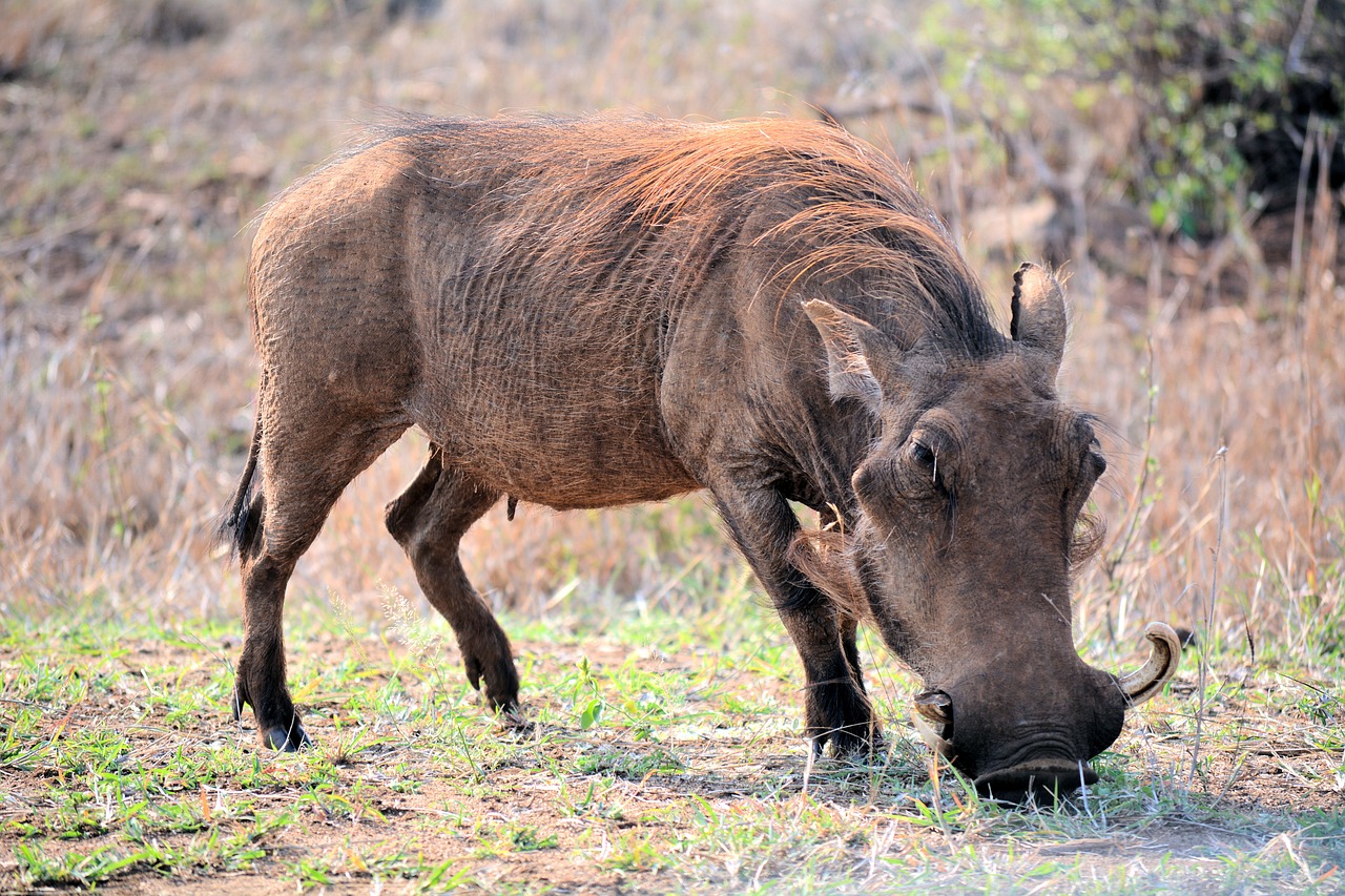 Whartog, Kruger Parkas Pietų Afrikoje, Laukinė Gamta, Gamta, Nemokamos Nuotraukos,  Nemokama Licenzija