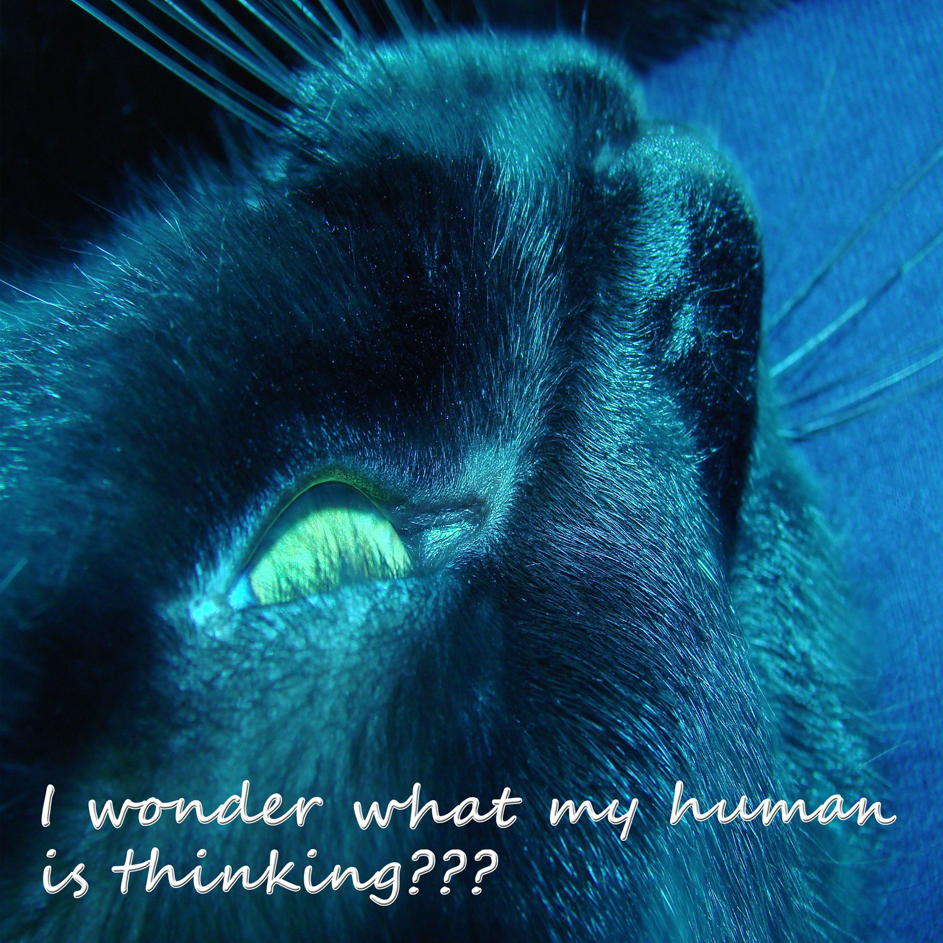 Katė,  Juoda,  Klausimas,  Citata,  Ieško & Nbsp,  Mąstymas,  Kas Yra Mano Žmogaus Mąstymas?, Nemokamos Nuotraukos,  Nemokama Licenzija
