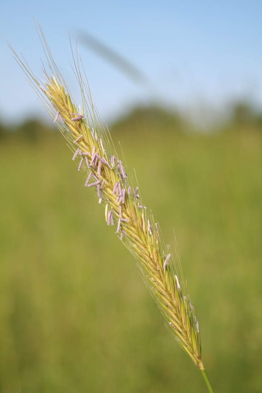 Kvieciai, Klasė, Rugių Laukas, Nemokamos Nuotraukos,  Nemokama Licenzija