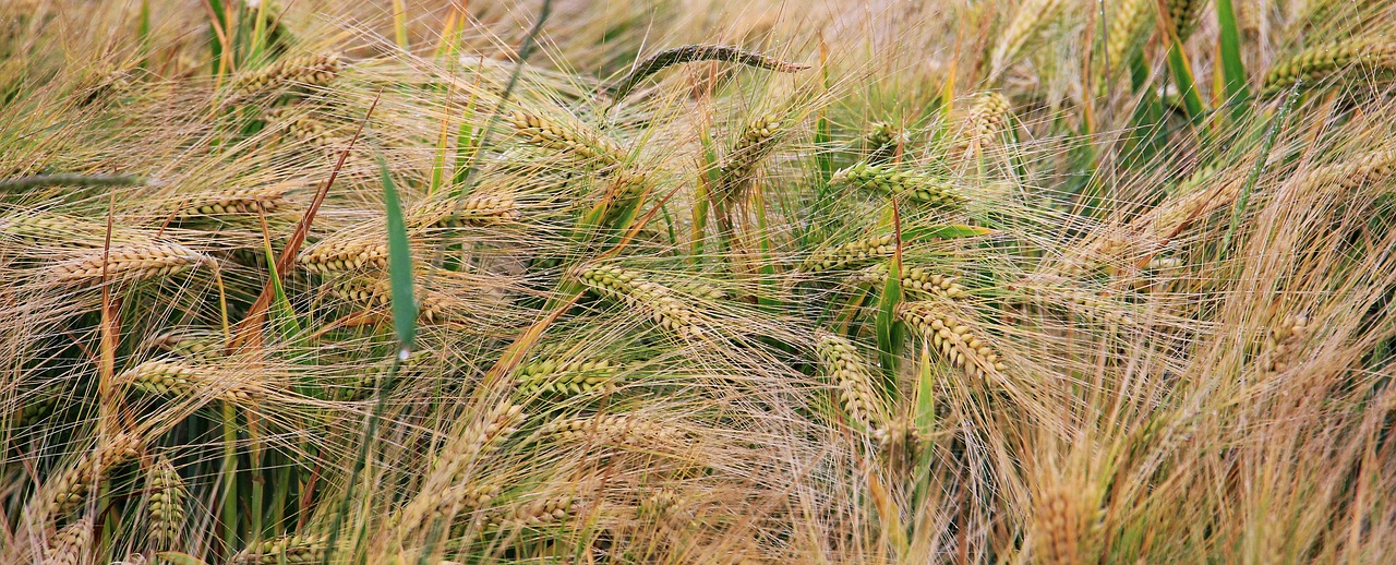 Kvieciai, Rugių Laukas, Grūdai, Grūdai, Spiglys, Kukurūzų Laukas, Žemdirbystė, Laukas, Gamta, Kraštovaizdis