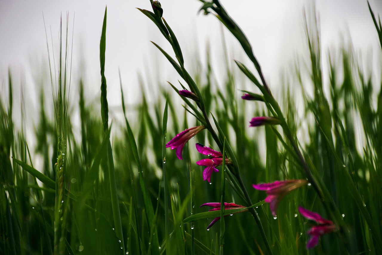 Kvieciai, Kampanija, Pavasaris, Laukiniai Gladioliai, Gladiolus Italicus, Pavasario Gėlės, Laukas, Lietus, Žalia Spalva, Spalvos Fuksija