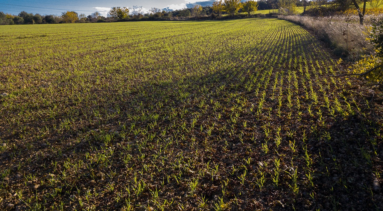 Kvieciai, Žieminiai Kviečiai, Plantacija, Žemdirbystė, Nemokamos Nuotraukos,  Nemokama Licenzija