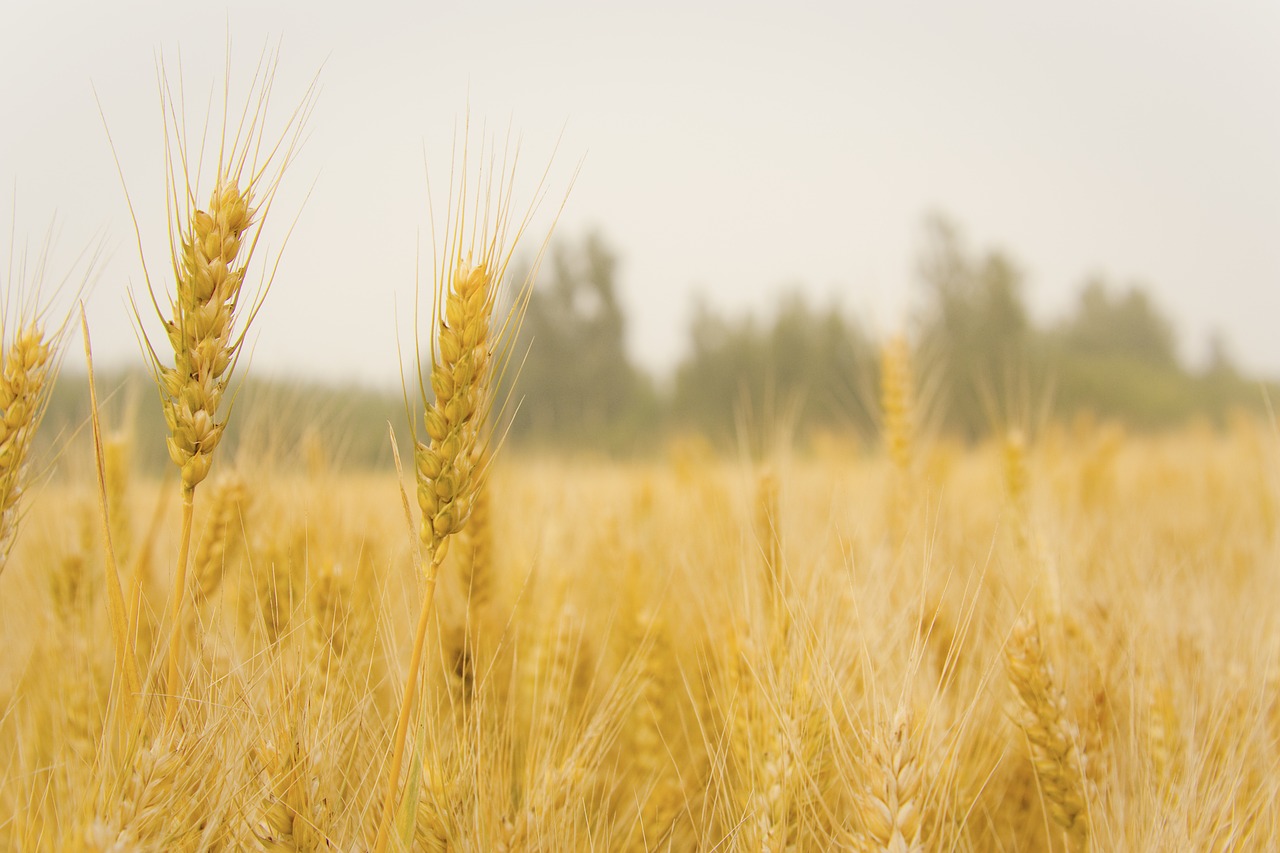 Kvieciai, Kviečių Lauke, Derlius, Nemokamos Nuotraukos,  Nemokama Licenzija