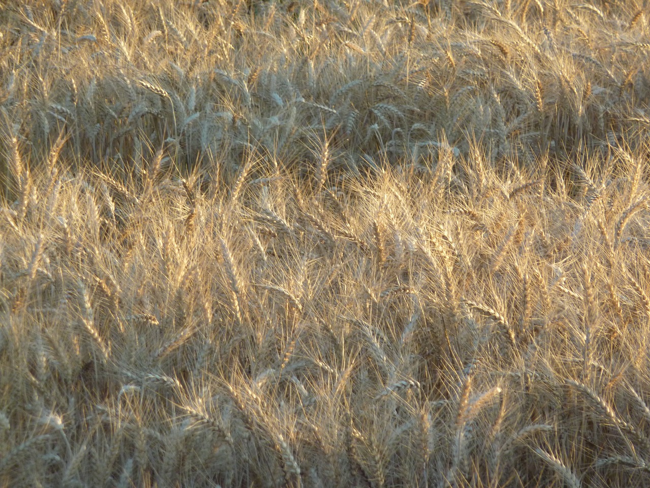 Kvieciai, Laukas, Maistas, Ūkis, Derlius, Pasėlių, Grūdai, Kaimas, Žemdirbystė, Gamta